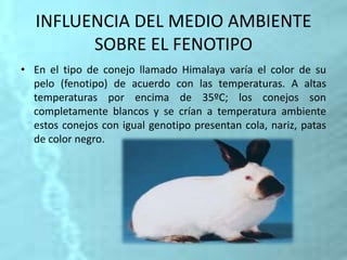 INFLUENCIA DEL MEDIO AMBIENTE
SOBRE EL FENOTIPO
• En el tipo de conejo llamado Himalaya varía el color de su
pelo (fenotipo) de acuerdo con las temperaturas. A altas
temperaturas por encima de 35ºC; los conejos son
completamente blancos y se crían a temperatura ambiente
estos conejos con igual genotipo presentan cola, nariz, patas
de color negro.
 