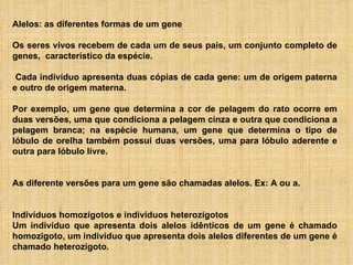 Alelos: as diferentes formas de um gene Os seres vivos recebem de cada um de seus pais, um conjunto completo de genes,  característico da espécie. Cada indivíduo apresenta duas cópias de cada gene: um de origem paterna e outro de origem materna.  Por exemplo, um gene que determina a cor de pelagem do rato ocorre em duas versões, uma que condiciona a pelagem cinza e outra que condiciona a pelagem branca; na espécie humana, um gene que determina o tipo de lóbulo de orelha também possui duas versões, uma para lóbulo aderente e outra para lóbulo livre. As diferente versões para um gene são chamadas alelos. Ex: A ou a. Indivíduos homozigotos e indivíduos heterozigotos Um indivíduo que apresenta dois alelos idênticos de um gene é chamado homozigoto, um indivíduo que apresenta dois alelos diferentes de um gene é chamado heterozigoto. 