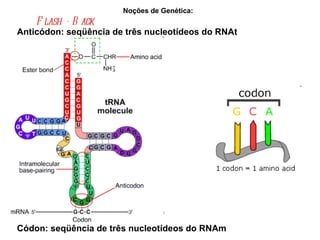 Noções de Genética:  Flash - Back   Códon: seqüência de três nucleotídeos do RNAm Anticódon: seqüência de três nucleotídeos do RNAt 