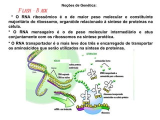 Noções de Genética:  Flash - Back   * O RNA ribossômico é o de maior peso molecular e constituinte majoritário do ribossomo, organóide relacionado à síntese de proteínas na célula. * O RNA mensageiro é o de peso molecular intermediário e atua conjuntamente com os ribossomos na síntese protéica. * O RNA transportador é o mais leve dos três e encarregado de transportar os aminoácidos que serão utilizados na síntese de proteínas. 