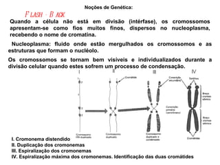 Noções de Genética:  I. Cromonema distendido II. Duplicação dos cromonemas III. Espiralização dos cromonemas  IV. Espiralização máxima dos cromonemas. Identificação das duas cromátides Quando a célula não está em divisão (intérfase), os cromossomos apresentam-se como fios muitos finos, dispersos no nucleoplasma, recebendo o nome de cromatina. Flash - Back   Nucleoplasma: fluido onde estão mergulhados os cromossomos e as estruturas que formam o nucléolo. Os cromossomos se tornam bem visíveis e individualizados durante a divisão celular quando estes sofrem um processo de condensação. 