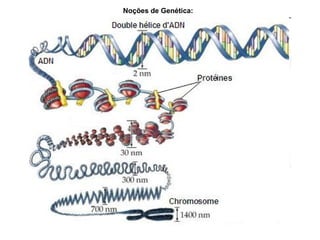 Noções de Genética:   