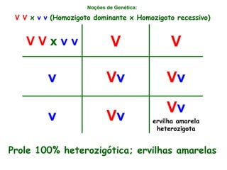Noções de Genética:   V V  x  v v  (Homozigoto dominante x Homozigoto recessivo) Prole 100% heterozigótica; ervilhas amarelas V v ervilha amarela heterozigota V v v V v V v v V V V V  x  v v 