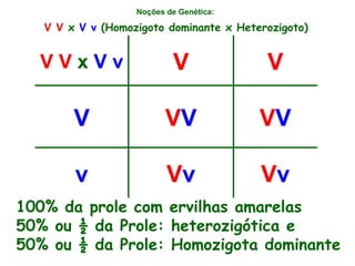 Noções de Genética:   V V  x  V v  (Homozigoto dominante x Heterozigoto) 100% da prole com ervilhas amarelas 50% ou ½ da Prole: heterozigótica e 50% ou ½ da Prole: Homozigota dominante V v V v v V V V V V V V V V  x  V v 