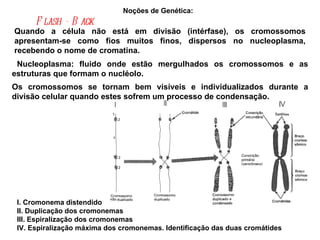 Noções de Genética:  I. Cromonema distendido II. Duplicação dos cromonemas III. Espiralização dos cromonemas  IV. Espirali...