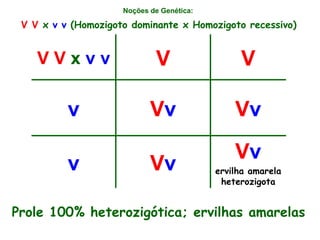 Noções de Genética:   V V  x  v v  (Homozigoto dominante x Homozigoto recessivo) Prole 100% heterozigótica; ervilhas amare...