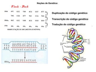 Flash - Back
Noções de Genética:
Duplicação do código genético
Transcrição do código genético
Tradução do código genético
 