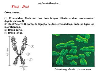 Noções de Genética:
Cromossomo.
(1) Cromatídeo: Cada um dos dois braços idênticos dum cromossomo
depois da fase S.
(2) Centrômero: O ponto de ligação de dois cromatídeos, onde se ligam os
microtúbulos.
(3) Braço curto.
(4) Braço longo.
Flash - Back
Fotomicrografia de cromossomos
 