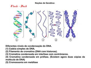 Noções de Genética:
Diferentes níveis de condensação do DNA.
(1) Cadeia simples de DNA.
(2) Filamento de cromatina (DNA com histonas).
(3) Cromatina condensada em interfase com centrômeros.
(4) Cromatina condensada em prófase. (Existem agora duas cópias da
molécula de DNA)
(5) Cromossoma em metáfase
Flash - Back
 
