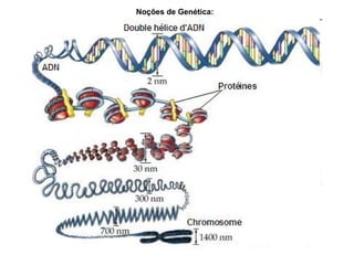 Noções de Genética:
 