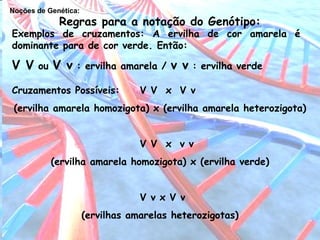 Noções de Genética:
Regras para a notação do Genótipo:
Exemplos de cruzamentos: A ervilha de cor amarela é
dominante para de cor verde. Então:
V V ou V v : ervilha amarela / v v : ervilha verde
Cruzamentos Possíveis: V V x V v
(ervilha amarela homozigota) x (ervilha amarela heterozigota)
V V x v v
(ervilha amarela homozigota) x (ervilha verde)
V v x V v
(ervilhas amarelas heterozigotas)
 