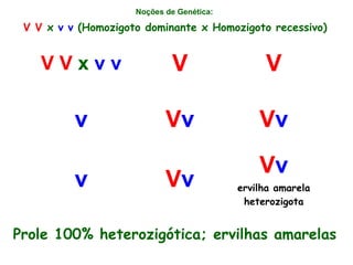 Noções de Genética:
V V x v v V V
v Vv Vv
v Vv
Vv
ervilha amarela
heterozigota
V V x v v (Homozigoto dominante x Homozigoto recessivo)
Prole 100% heterozigótica; ervilhas amarelas
 