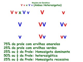 Noções de Genética:
V v x V v V v
V VV Vv
v Vv vv
V v x V v (Ambos Heterozigotos)
75% da prole com ervilhas amarelas
25% da prole com ervilhas verdes
25% ou ¼ da Prole: Homozigota dominante
50% ou ½ da Prole: heterozigótica
25% ou ¼ da Prole: Homozigota recessiva
 