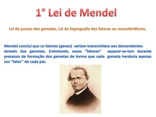 1° Lei de MendelLei da pureza dos gametas, Lei da Segregação dos fatores ou monoibridismo. Mendel conclui que os fatores (genes)  seriam transmitidos aos descendentes através dos gametas. Entretanto, esses “fatores”  separar-se-iam durante processo de formação dos gametas de forma que cada  gameta herdaria apenas um “fator” de cada par. 