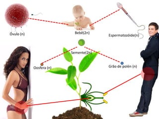 Bebê(2n)Óvulo (n)Espermatozóide(n)Semente(2n)Grão de polén (n)Oosfera (n)