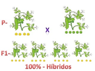 P-XF1-100% - Híbridos