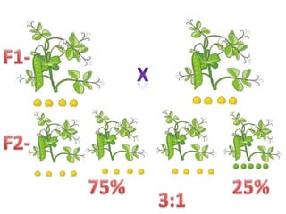 F1-XF2-75%25%3:1