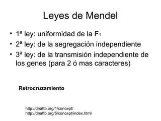 Leyes de Mendel
• 1ª ley: uniformidad de la F1
• 2ª ley: de la segregación independiente
• 3ª ley: de la transmisión independiente de
  los genes (para 2 ó mas caracteres)


  Retrocruzamiento


    http://dnaftb.org/1/concept/
    http://dnaftb.org/5/concept/index.html
 