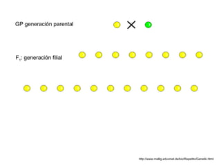 GP generación parental




F1: generación filial




                         http://www.mallig.eduvinet.de/bio/Repetito/Genetik.html
 
