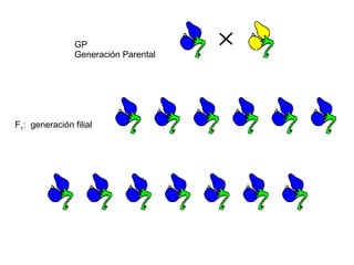 GP
                Generación Parental




F1: generación filial
 