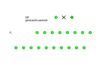 GP
     generación parental



F1
 