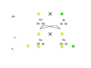 GP
           GG         gg
          [G] [G]   [g] [g]




     F1
           Gg         Gg
          [G] [g]   [G] [g]

F2
 