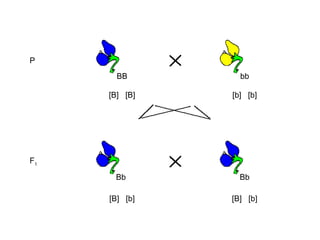 P
       BB        bb

     [B] [B]   [b] [b]




F1

      Bb         Bb

     [B] [b]   [B] [b]
 