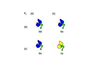 F2    [B]        [b]




[B]
            BB         Bb




[b]
            Bb         bb
 