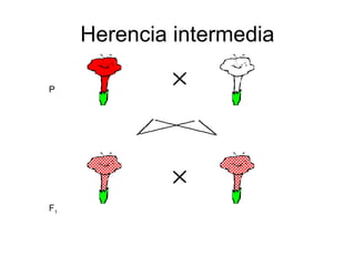 Herencia intermedia

P




F1
 