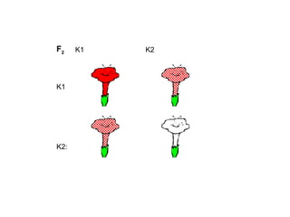 F 2    K1   K2




K1




K2:
 