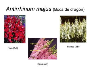 Antirrhinum majus (Boca de dragón)




                          Blanco (BB)
Rojo (AA)




             Rosa (AB)
 