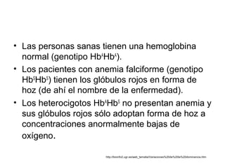• Las personas sanas tienen una hemoglobina
  normal (genotipo HbAHbA).
• Los pacientes con anemia falciforme (genotipo
  HbSHbS) tienen los glóbulos rojos en forma de
  hoz (de ahí el nombre de la enfermedad).
• Los heterocigotos HbAHbS no presentan anemia y
  sus glóbulos rojos sólo adoptan forma de hoz a
  concentraciones anormalmente bajas de
  oxígeno.

                      http://bioinfo2.ugr.es/web_temalia/Variaciones%20de%20la%20dominancia.htm
 