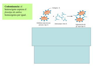 Codominancia: el                                       Antígeno A
heterocigoto expresa el
fenotipo de ambos
homocigotos por igual.


                              Glóbulos rojos de una       Anticuerpos Anti-A
                                 persona tipo A                                  Aglutinación de
                                                                                 gl. rojos tipo A
                          Antígeno B


                                                                                No hay aglutinación de
                                                                                   gl. rojos tipo B


                               Glóbulos rojos de una      Anticuerpos Anti-A
                                  persona tipo B




                                 Glóbulos rojos de una     Anticuerpos Anti-A    Aglutinación de
                                   persona tipo AB                               gl. rojos tipo AB
 