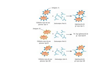 Antígeno A




    Glóbulos rojos de una       Anticuerpos Anti-A
       persona tipo A                                  Aglutinación de
                                                       gl. rojos tipo A
Antígeno B


                                                      No hay aglutinación de
                                                         gl. rojos tipo B


     Glóbulos rojos de una      Anticuerpos Anti-A
        persona tipo B




       Glóbulos rojos de una     Anticuerpos Anti-A    Aglutinación de
         persona tipo AB                               gl. rojos tipo AB
 