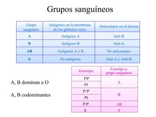 Grupos sanguíneos
       Grupo       Antígenos en la membrana      Anticuerpos en el plasma
     sanguíneo       de los glóbulos rojos
       A                  Antígeno A                     Anti-B
       B                  Antígeno B                     Anti-A
      AB               Antígenos A y B               No anticuerpos

       0                 No antígenos                Anti-A y Anti-B


                                    Genotipo            Fenotipo o
                                                     grupo sanguíneo
                                         IA IA
A, B dominan a O                         IA i
                                                            A

                                        I B IB
A, B codominantes                        Ii
                                          B
                                                            B

                                        IA IB              AB
                                         ii                 0
 