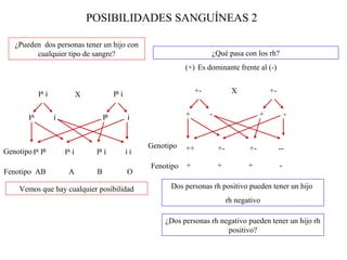 POSIBILIDADES SANGUÍNEAS 2

   ¿Pueden dos personas tener un hijo con
         cualquier tipo de sangre?                                           ¿Qué pasa con los rh?
                                                                   (+) Es dominante frente al (-)


             IA i                           IB i                        +-             X              +-
                              X


        IA          i                  IB          i               +         -                    +             -



                                                        Genotipo   ++            +-          +-            --
Genotipo IA IB          I i
                        A
                                   I i
                                   B
                                                   ii
                                                        Fenotipo   +             +           +             -
Fenotipo AB              A         B               O

     Vemos que hay cualquier posibilidad                      Dos personas rh positivo pueden tener un hijo
                                                                                      rh negativo

                                                            ¿Dos personas rh negativo pueden tener un hijo rh
                                                                               positivo?
 