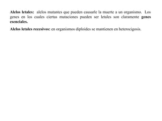 Alelos letales: alelos mutantes que pueden causarle la muerte a un organismo. Los
genes en los cuales ciertas mutaciones pueden ser letales son claramente genes
esenciales.
Alelos letales recesivos: en organismos diploides se mantienen en heterocigosis.
 