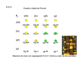 9:3:3:1
                      Cuadro o tabla de Punnet


             F2       [GR]        [Gr]      [gR]        [gr]


             [GR]
                     GG RR       GG Rr     Gg RR       Gg Rr


             [Gr]
                     GG Rr       GG rr      Gg Rr      Gg rr


             [gR]
                     Gg RR       Gg Rr     gg RR       gg Rr


             [gr]
                      Gg Rr      Gg rr      gg Rr       gg rr

          Mazorca de maíz con segregación 9:3:3:1 (forma y color de las semillas)
 