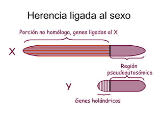 Herencia ligada al sexo
    Porción no homóloga, genes ligados al X


X
                                           Región
                                      pseudoautosómica

                      Y
                          Genes holándricos
 