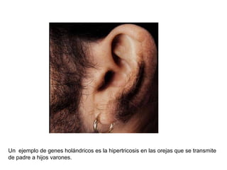 Un ejemplo de genes holándricos es la hipertricosis en las orejas que se transmite
de padre a hijos varones.
 