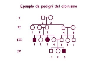 Ejemplo de pedigrí del albinismo


 I
                       1       2
II
           1       2       3                   4       5

III
               1   2       3       4       5       6   7

IV
                               1       2       3
 