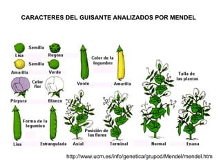 CARACTERES DEL GUISANTE ANALIZADOS POR MENDEL




           http://www.ucm.es/info/genetica/grupod/Mendel/mendel.htm
 