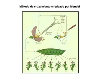 Método de cruzamiento empleado por Mendel
 