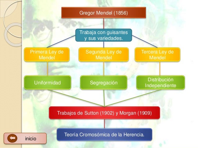 Genética mendeliana.