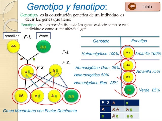 Genética mendeliana.