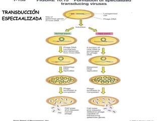 TRANSDUCCIÓN  ESPECIAALIZADA 