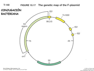 CONJUGACIÓN  BACTERIANA 