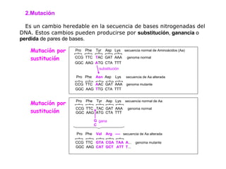   Mutación Es un cambio heredable en la secuencia de bases nitrogenadas del DNA. Estos cambios pueden producirse por  substitución ,  ganancia  o  perdida  de pares de bases. Mutación por sustitución Mutación por sustitución CCG  TTC   A AC   GAT  AAA  genoma mutante GGC  AAG   T TG   CTA  TTT Pro  Phe   Asn  Asp  Lys  secuencia de Aa alterada CCG  TTC  T AC   GAT  AAA  genoma normal GGC  AAG  A TG  CTA  TTT Pro  Phe  Tyr  Asp  Lys  secuencia normal de Aminoácidos (Aa) substitución CCG  TTC   GTA  CGA  TAA  A ...  genoma mutante GGC  AAG   CAT  GCT  ATT  T ... Pro  Phe   Val  Arg   ----   secuencia de Aa alterada CCG  TTC  TAC   GAT  AAA  genoma normal GGC  AAG  ATG  CTA  TTT Pro  Phe  Tyr  Asp  Lys  secuencia normal de Aa gana G C 