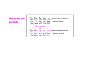 Mutación por perdida CC T  TCT  ACG  ATA  AA ...  genoma mutante GG A AGA  TGC  TAT  TT ... Pro  Ser   Thr  ----  ----   secuencia de Aa alterada CC G   TTC  TAC   GAT  AAA  genoma normal GG C   AAG  ATG  CTA  TTT Pro  Phe  Tyr  Asp  Lys  secuencia normal de Aa Se pierden  
