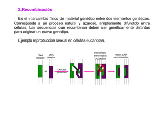   Recombinación Es el intercambio físico de material genético entre dos elementos genéticos. Corresponde a un proceso natural y azaroso, ampliamente difundido entre células. Las secuencias que recombinan deben ser genéticamente distintas para originar un nuevo genotipo.  Ejemplo reproducción sexual en células eucariotas. DNA donador DNA receptor Intercambio  entre hebras  cruzadas hebras DNA recombinantes DNAasa proteínas + 